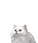 cat2.gif