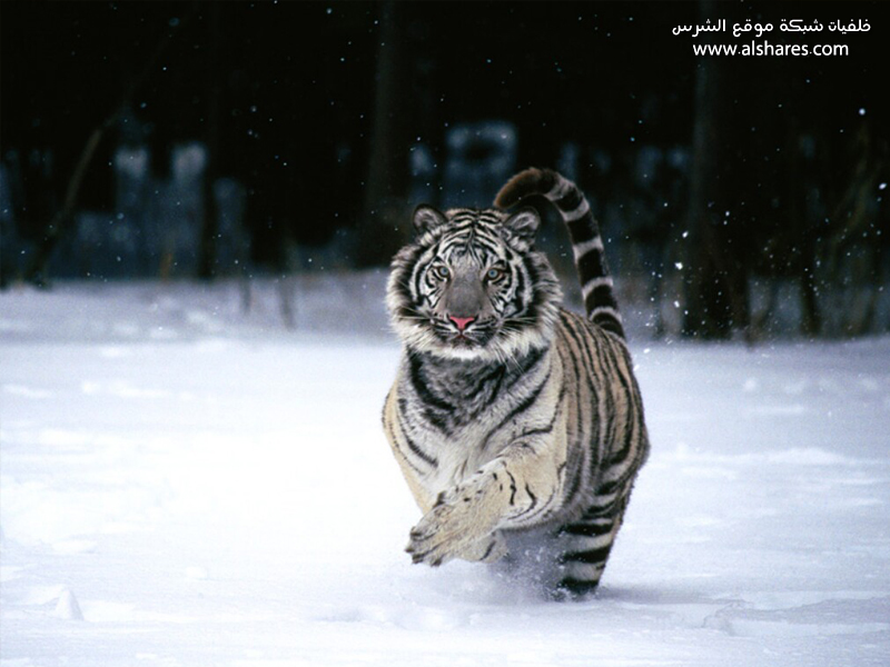 tiger wallpaper. patronus a snow tiger.