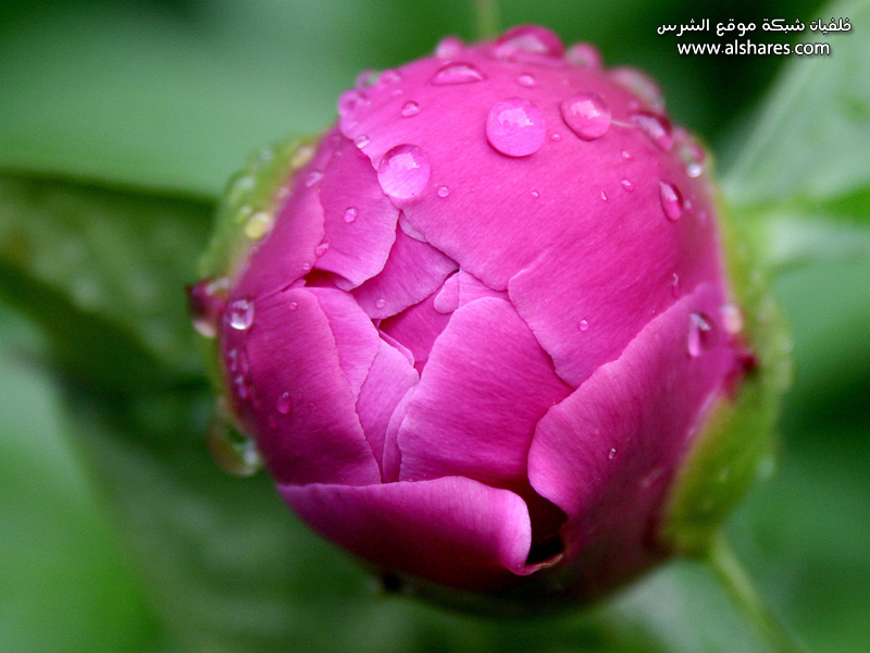 pink-rose-wallpaper.jpg